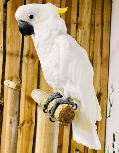 Biała papuga Papugarnia Kakadu Poznań