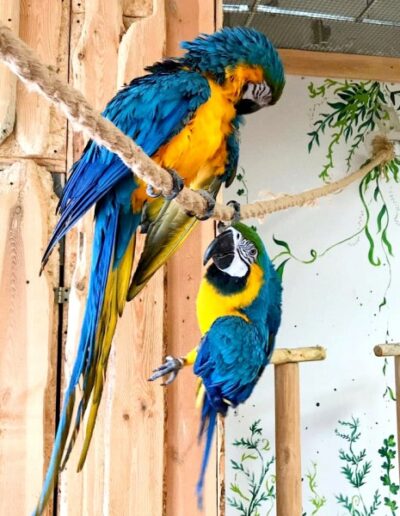 Dwie niebiesko-żółte papugi Kakadu