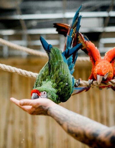 Kolorowe papugi jedzące z ręki Kakadu