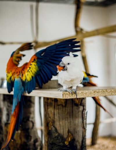 Lądująca papuga - Papugarnia Kakadu