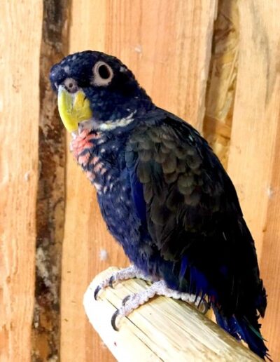 Granatowa papuga Papugarnia Kakadu