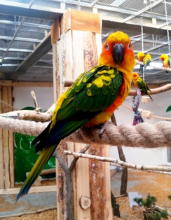 Papuga pomarańczowo zielona Papugarnia Kakadu