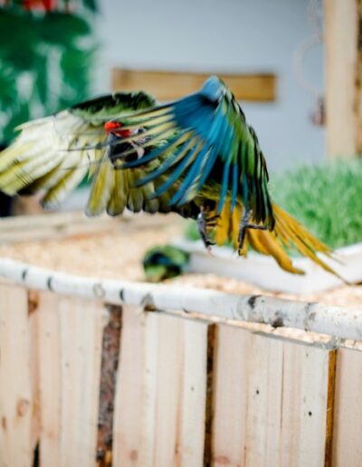 Papuga w locie Kakadu