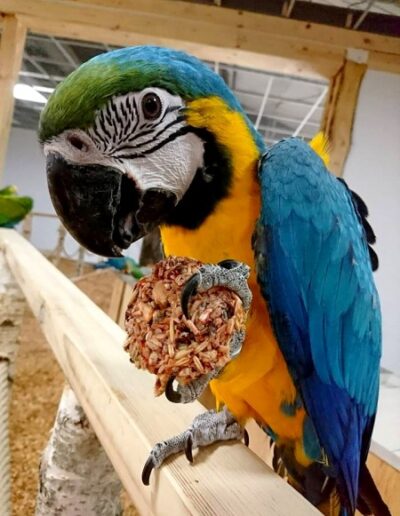 Papuga z szyszką Papugarnia Kakadu