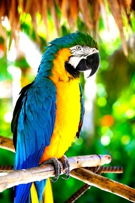 Papuga żółto-niebieska Papugarnia
