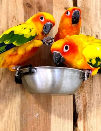 Trzy kolorowe papugi